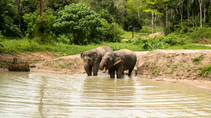 Amazing thai elephants shot in Phuket