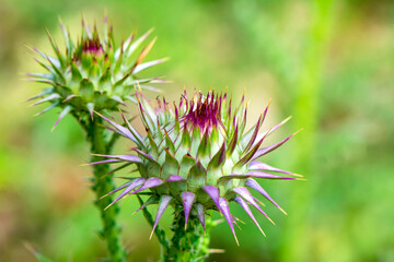 Field with Silybum marianum (Milk Thistle) , Medical plants.