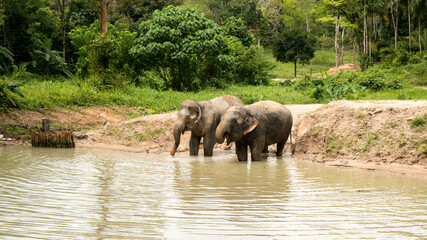 Amazing thai elephants shot in Phuket