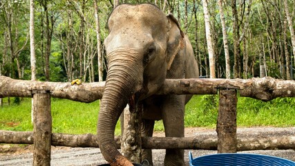 Amazing thai elephants shot in Phuket