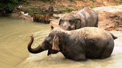 Amazing thai elephants shot in Phuket