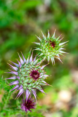 Field with Silybum marianum (Milk Thistle) , Medical plants.