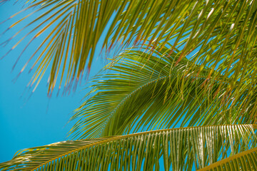 Coconut Palm trees branch. Tropical nature. Summer vacations in Florida. Blue sky on background. Ocean paradise. Good for travel agency, billboard or post card.