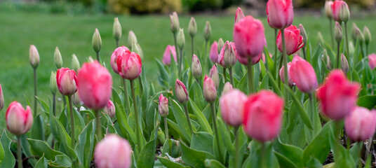 Dużo różowych kwitnących tulipanów na wiosennej rabacie