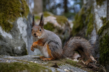 Naklejka na ściany i meble Eichhörnchen Grauhörnchen im Wald frisst Nüsse oder Kerne auf Felsen oder Stein auf dem Boden nicht auf dem Baum in Lahti Finnland am Vesijärvi