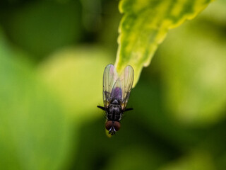 Insect fly, green housefly on green leaves.