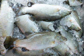 Fresh Asian seabass for sale in the market.