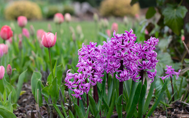 Hiacynty kiaty cebulowe na wiosennej rabacie razem z pięknymi tulipanami . Wiosna w ogrodzie...