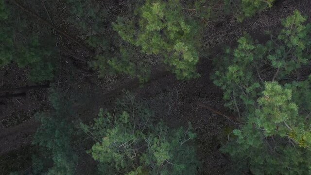 Kulturwald in Deutschland