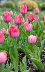 Tulipany rośliny cebulowe w fazie kwitniena na wiosennej rabacie 