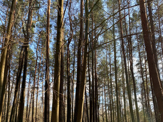 Background from the tops of the pine trees. The texture of the pine trees