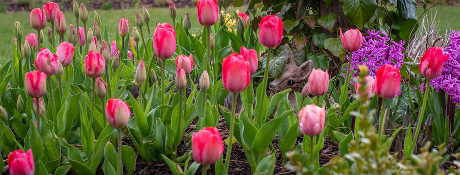 Tulipany w ogrodzie, uża ilość nasadzonych wiosennych tulipanów na rabacie , Kompozycja tulipanów  w wiosennym ogrodzie w kolorze różowym
