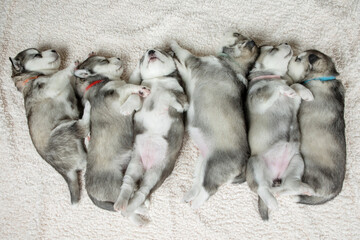 Litter of newborn huskies sleeping