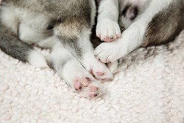 Close up of husky puppy paws