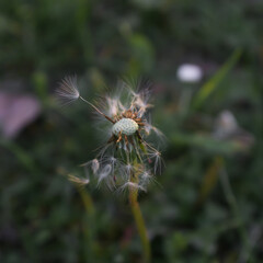 seed head