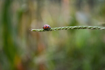 ladybug on a green leaf