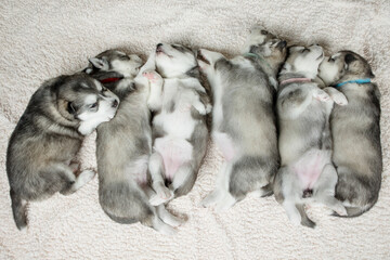 Litter of newborn huskies sleeping