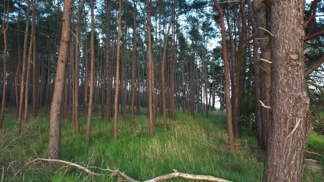 Langsame Ann&auml;herung an filigrane Kiefernst&auml;mme im Kulturwald