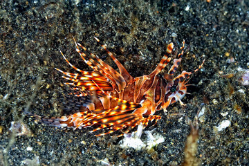 A picture of zebra lionfish