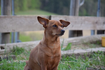 little small dog brown in the grass