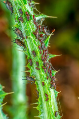That eats macro aphids of an ants on Silybum marianum (Milk Thistle) , Medical plants; pesticide-free biological pest control on natural enemies; organic farming concept