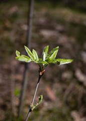 Probably one of the most beautiful first spring buds in the forest environment.