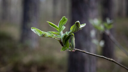 One of the first beautiful spring buds in the deep forest thicket.