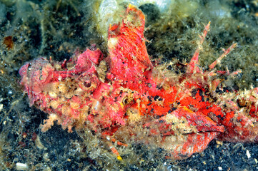 Fototapeta na wymiar A picture of a devil scorpionfish