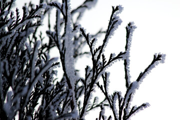 Frosty branches of the juniper in winter grey day.