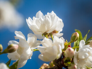Fototapeta na wymiar Bavarian Spring flowers in close up view