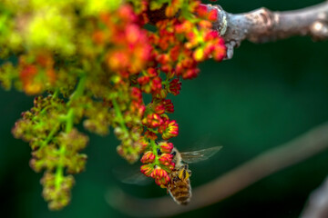 Close Up  beautiful  Bee macro  on flower in green nature 