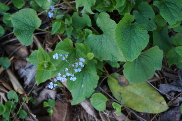 青い花　日陰の植物　ブルンネラ　brunnera わすれな草　園芸　ガーデニング  春　