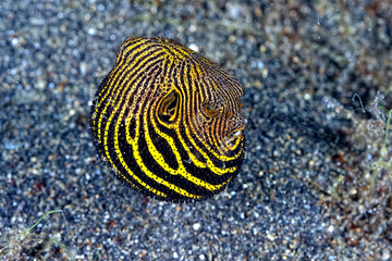 A picture of a puffer fish