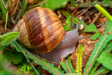 Close up  beautiful Snail in the garden
