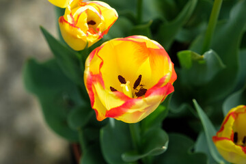 Spring Tulips in Full Bloom