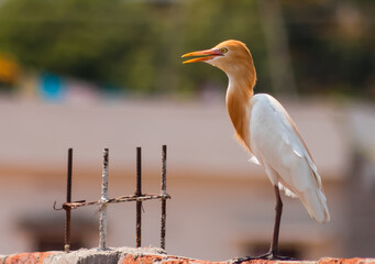 blue heron ardea cinerea