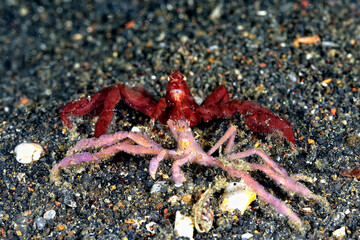 A picture of an orangutang crab