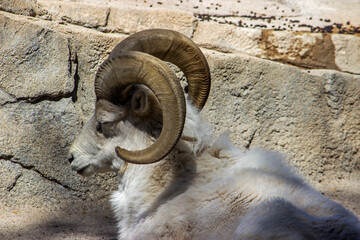 Dall Sheep
