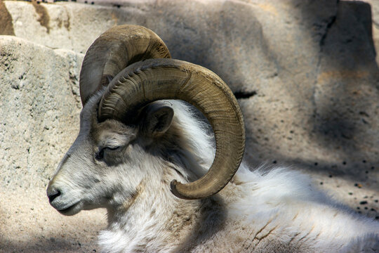 Dall Sheep