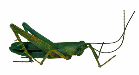 Metal grasshopper decoration isolated on white.