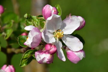 Apfelbaum Blüten