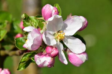 Fototapeta na wymiar Apfelbaum Blüten