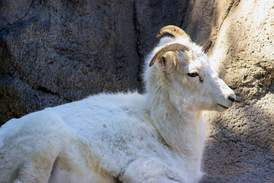 Dall Sheep
