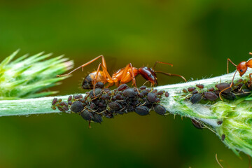 That eats macro aphids of an ants on Silybum marianum (Milk Thistle) , Medical plants; pesticide-free biological pest control on natural enemies; organic farming concept