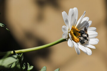 Czarno-biała pracowita pszczółka