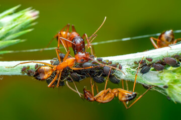 That eats macro aphids of an ants on Silybum marianum (Milk Thistle) , Medical plants; pesticide-free biological pest control on natural enemies; organic farming concept