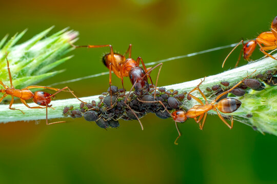 That eats macro aphids of an ants on Silybum marianum (Milk Thistle) , Medical plants; pesticide-free biological pest control on natural enemies; organic farming concept