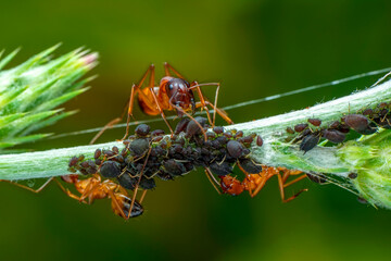 That eats macro aphids of an ants on Silybum marianum (Milk Thistle) , Medical plants; pesticide-free biological pest control on natural enemies; organic farming concept