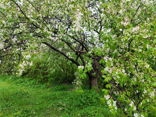 Blooming apricot cherry peach in early spring .Sugar smell of flowers 