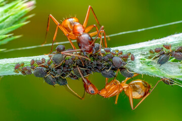That eats macro aphids of an ants on Silybum marianum (Milk Thistle) , Medical plants;...
